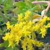 Vai alla scheda di Sedum dendroideum