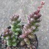 Vai alla scheda di Sedum furfuraceum