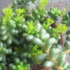 Vai alla scheda di Sedum hernandezii