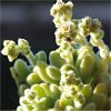 Vai alla scheda di Sedum hintonii