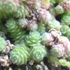 Vai alla scheda di Sedum humifusum