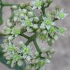 Vai alla scheda di Sedum maximum