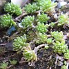 Vai alla scheda di Sedum monregalense