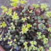 Vai alla scheda di Sedum multiceps