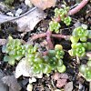 Vai alla scheda di Sedum oreganum