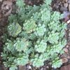 Vai alla scheda di Sedum pachyclados