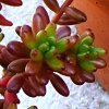 Vai alla scheda di Sedum rubrotinctum