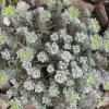 Vai alla scheda di Sedum spathulifolium