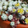 Vai alla scheda di Sedum spathulifolium v. purpureum