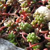 Vai alla scheda di Sedum stefco