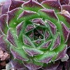 Vai alla scheda di Sempervivum altum