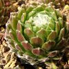 Vai alla scheda di Sempervivum arachnoideum tomentosum