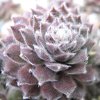 Vai alla scheda di Sempervivum aracnoideum cv. 'stansfieldii'