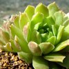 Vai alla scheda di Sempervivum atlanticum