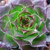 Vai alla scheda di Sempervivum balcanicum