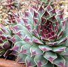 Vai alla scheda di Sempervivum calcareum