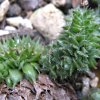 Vai alla scheda di Sempervivum calcareum f. cristatum