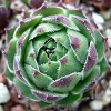 Vai alla scheda di Sempervivum cantabricum v. cabionense