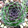 Vai alla scheda di Sempervivum cantabricum v. guadarramense