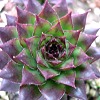 Vai alla scheda di Sempervivum caucasicum