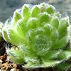 Vai alla scheda di Sempervivum ciliosum