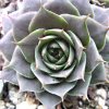 Vai alla scheda di Sempervivum cv. 'atroviolaceum'