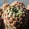 Vai alla scheda di Sempervivum cv. 'beta'