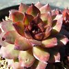 Vai alla scheda di Sempervivum cv. 'black mountain'