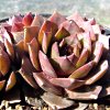 Vai alla scheda di Sempervivum cv. 'carmen'