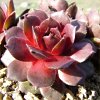 Vai alla scheda di Sempervivum cv. 'dyke'