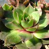 Vai alla scheda di Sempervivum cv. 'emerald giant'