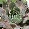 Vai alla scheda di Sempervivum cv. 'estelle'