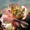 Vai alla scheda di Sempervivum cv. 'exorna'