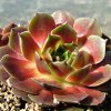 Vai alla scheda di Sempervivum cv. 'gamma'