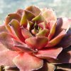 Vai alla scheda di Sempervivum cv. 'granat'