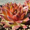 Vai alla scheda di Sempervivum cv. 'hart'