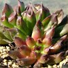 Vai alla scheda di Sempervivum cv. 'hoddity'