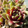 Vai alla scheda di Sempervivum cv. 'irazu'