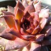 Vai alla scheda di Sempervivum cv. 'lady kelly'