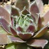 Vai alla scheda di Sempervivum cv. 'lavander and old lace'