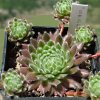 Vai alla scheda di Sempervivum cv. 'maigret'