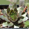 Vai alla scheda di Sempervivum cv. 'major'