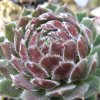 Vai alla scheda di Sempervivum cv. 'malabron'