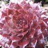 Vai alla scheda di Sempervivum cv. 'max frei'