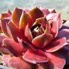 Vai alla scheda di Sempervivum cv. 'mondstein'