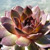 Vai alla scheda di Sempervivum cv. 'noir'