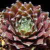 Vai alla scheda di Sempervivum cv. 'othello'