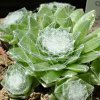 Vai alla scheda di Sempervivum cv. petit reneè