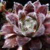 Vai alla scheda di Sempervivum cv. 'rauhreif'