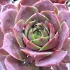 Vai alla scheda di Sempervivum cv. 'red chief'